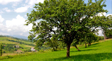 agricultural image